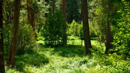 A meadow near the Metolius River, Oregon