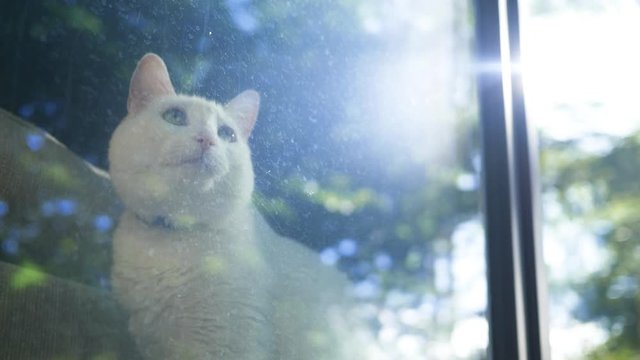 White Cat Sitting In Window Sill While Sun Rises - Cinematic Clip - V1