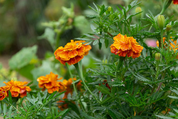 Crop view of blossom Tagete flowers