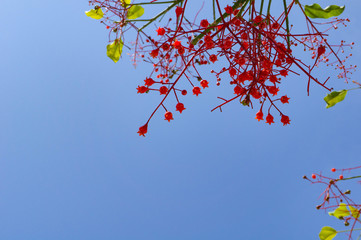 イビサの植物と空