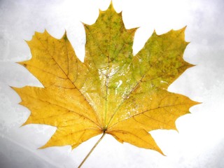 yellow-green maple leaf on white background