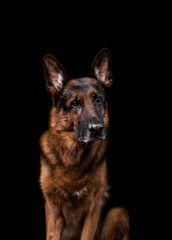 Dogs breed German shepherd, on a black background in the Studio portrait closeup
