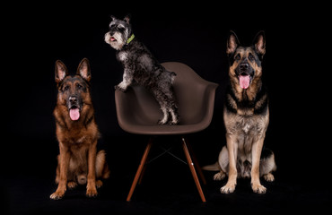Dogs breed German shepherd, Eastern European shepherd and Schnauzer on a black background in the Studio sitting