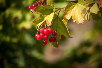 Bright red viburnum opulus berries on branch in the autumn garden in sunny day, selective focus