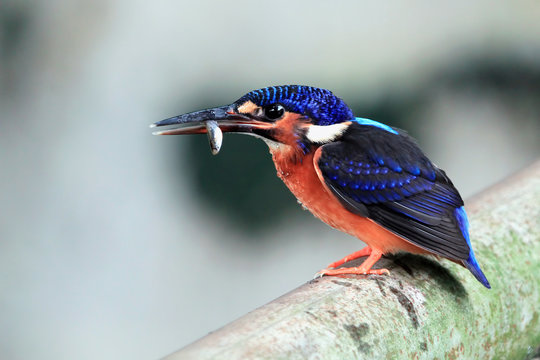 Male Common kingfisher (Alcedo atthis) carrying a fish in its mouth, Indonesia