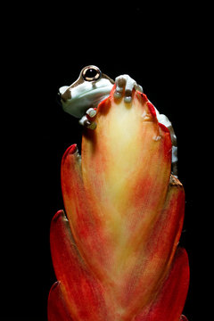 Amazon milk frog (Trachycephalus resinifictrix) on a flower bud, Indonesia