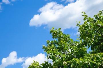 Fototapeta premium Branch of young solar green leaves on a background of blue sky and clouds. Landscape with a tree.