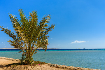 Green date palm tree against the blue sky