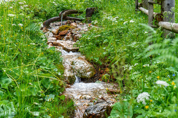 Eine Quelle sprudeln inmitten einer üppigen Sommerwiese