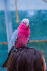 Kolorowa papużka na głowie