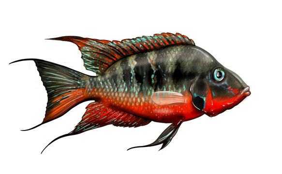 aquarium fish cichlasoma