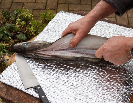 Fisherman cutting fillet on a pollack after fishing in Brittany