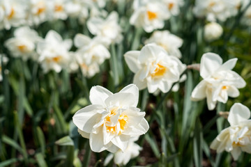 Obraz na płótnie Canvas Beautiful daffodils