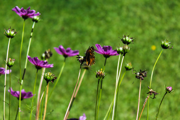 Flores y mariposa