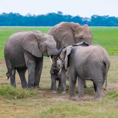 A family of elephants, with a baby waiting to be nourishing, in the savannah in Africa