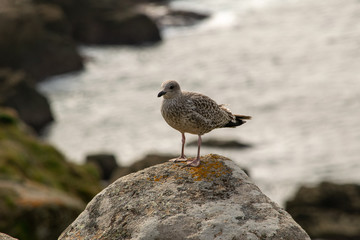 Juvenile gull perched on a rock at the waters edge