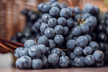 Bunch of large purple grapes Isabella, close-up