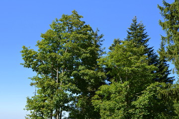  Landscape in Poiana Brasov Road to the winter and touristic station Poiana Brasov, 12 km from Brasov, a town situated in Transylvania, Romania, in the center of the country.