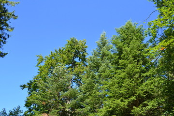  Landscape in Poiana Brasov Road to the winter and touristic station Poiana Brasov, 12 km from Brasov, a town situated in Transylvania, Romania, in the center of the country.