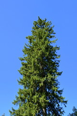  Landscape in Poiana Brasov Road to the winter and touristic station Poiana Brasov, 12 km from Brasov, a town situated in Transylvania, Romania, in the center of the country.