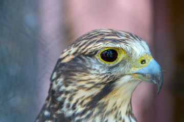 Step hawk, close up