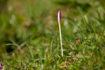 crocus flower in the nature. closeup