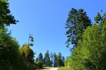 Road to the winter and touristic station Poiana Brasov, 12 km from Brasov, a town situated in Transylvania, Romania, in the center of the country. 300.000 inhabitants