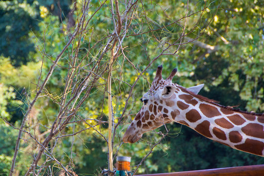 Giraffe, closeup photo of giraffe head