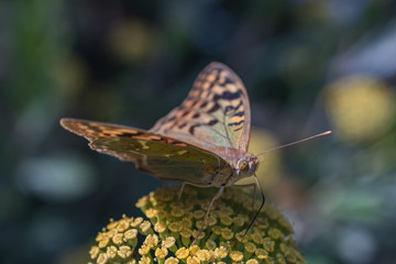 Butterfly on a yellow flower close up