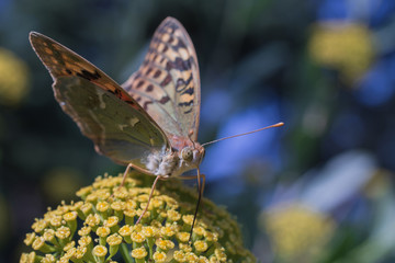 Butterfly on a yellow flower close up