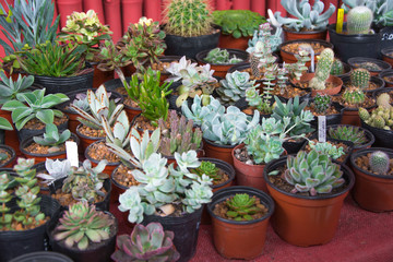 cactus pequeños en macetas