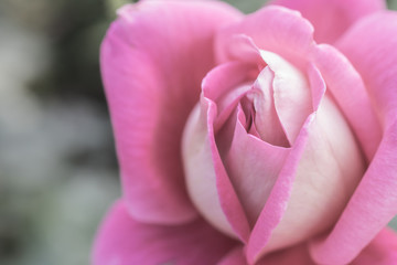 Pink rose flower close up