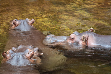Hippo in water. Common hippopotamus (Hippopotamus amphibius)