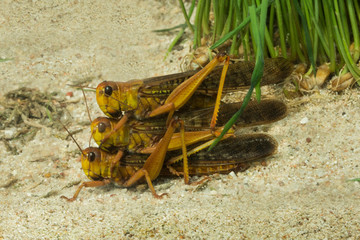 Migratory locust (Locusta migratoria) in zoo.