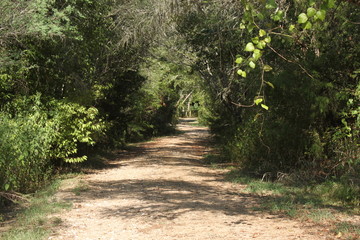 Obraz premium path in the forest