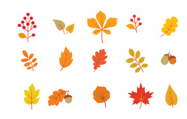 Fototapeta na wymiar Autumn leaves set. Fall leaf nature icons over white background. Nature floral symbol collection