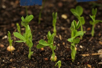 Closeup of pea shoots emerging from garden soil