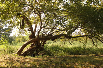 old oak tree