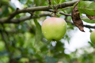 Home grown apple on a tree, with rain drops from the shower earlier today. Out of focus background.