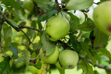 Home grown apple on a tree, with rain drops from the shower earlier today. Out of focus background.