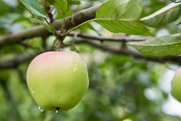 Home grown apple on a tree, with rain drops from the shower earlier today. Out of focus background.