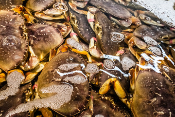 Crabs at the Market