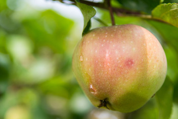 Home grown apple on a tree, with rain drops from the shower earlier today. Out of focus background.