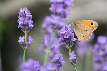 Meadow Brown fouraging on a lavender bush