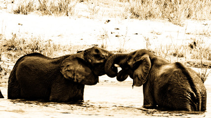 herd of elephants