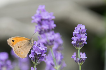 Fototapeta premium Meadow Brown fouraging on a lavender bush