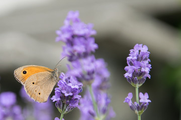 Meadow Brown fouraging on a lavender bush