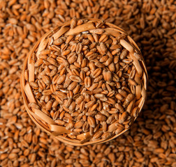 wheat grains close up - in the detail