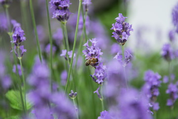 Bee fouraging on a lavender bush.