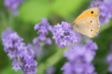 Meadow Brown fouraging on a lavender bush